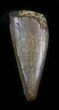 Tyrannosaur Premax Tooth (Aublysodon) - Montana #24459-2